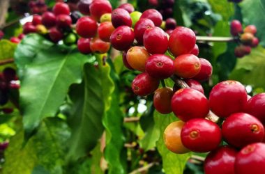 Quelle est la différence entre le café Arabica et le café Robusta ? Quelle est la différence entre le café Arabica et le café Robusta ?