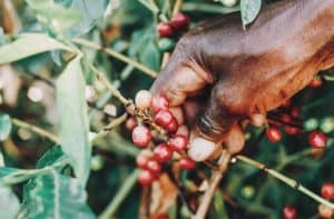 Le café d’Ethiopie